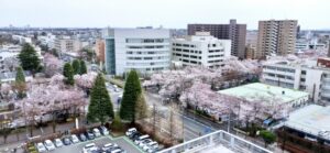 sagamihara_sakura